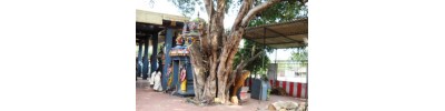 சேலையூர்